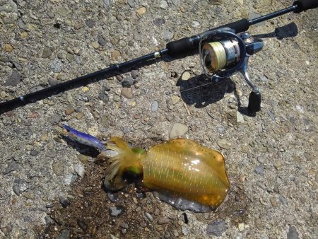 越前海岸でエギング